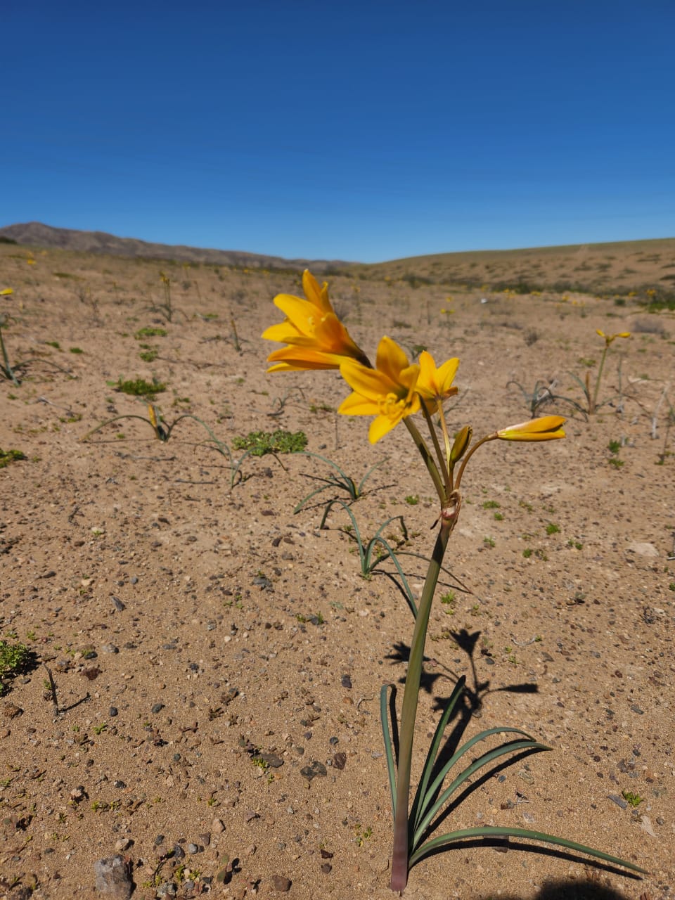 Añañuca amarilla durante el fenómeno del Desierto Florido